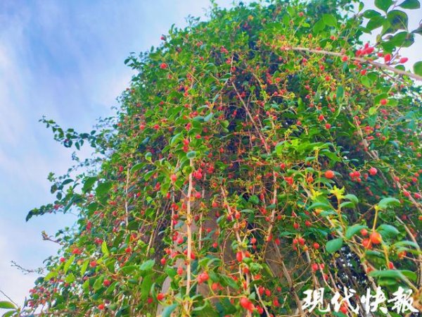 南京股票配资 连云港灌南现150多年“枸杞树王”，清朝栽种至今仍花果繁茂