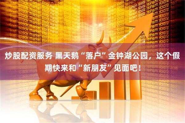 炒股配资服务 黑天鹅“落户”金钟湖公园，这个假期快来和“新朋友”见面吧！